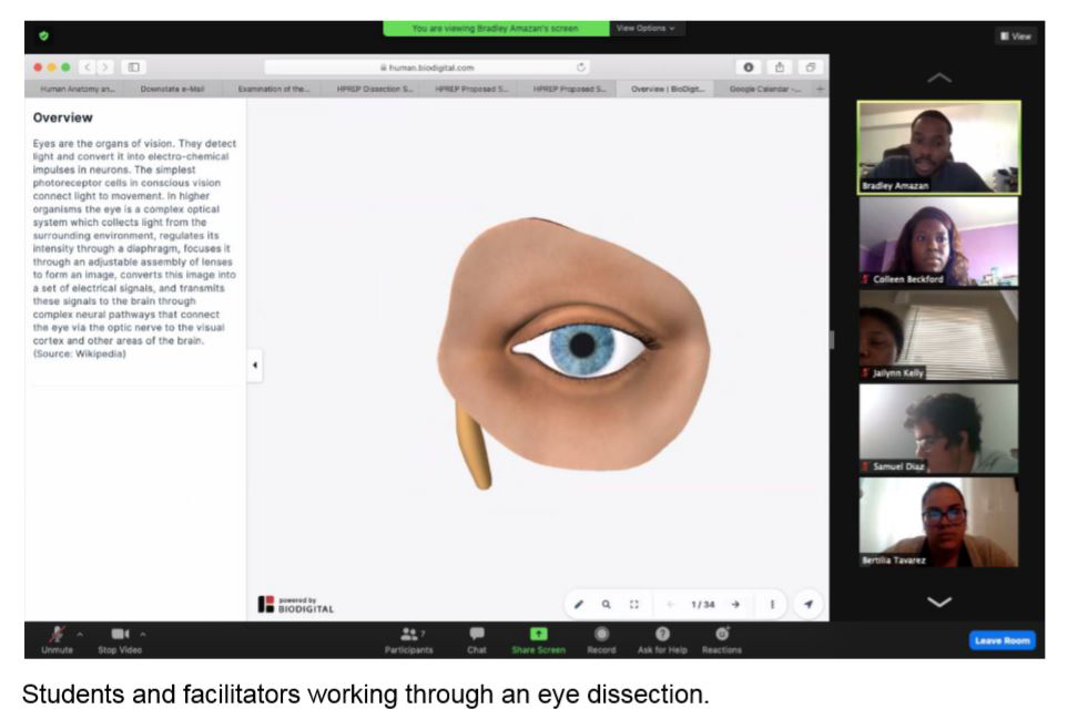 Virtual Dissection