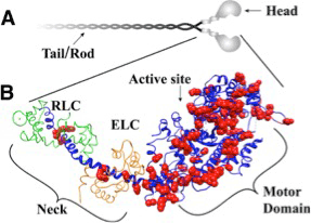 myosin diagram