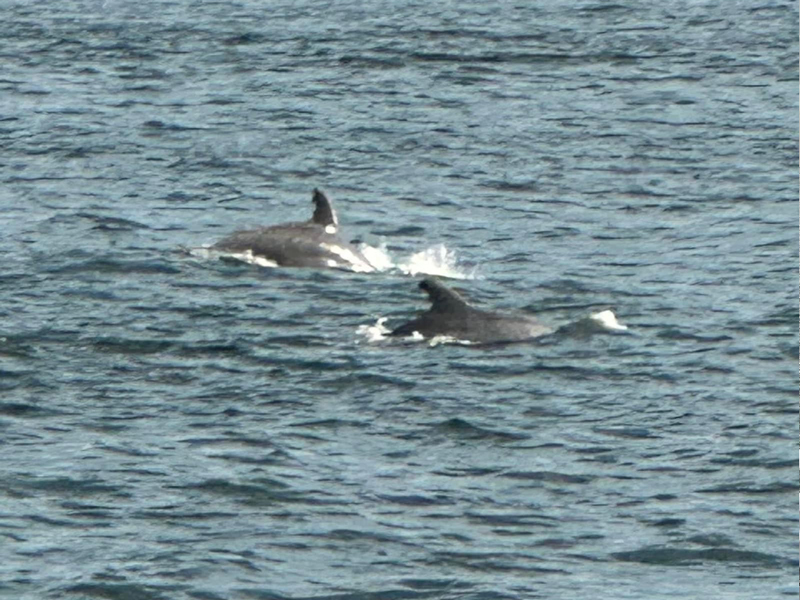 Whale Watch photo