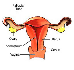 illustration of uterus