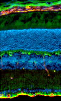 colorful image of eye anatomy