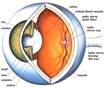 diagram of eyeball