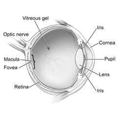 Cross section of an eye