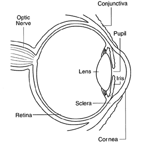 Basic anatomy of the eye