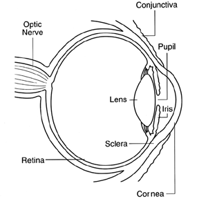 Eye Illustration