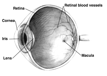 Illustration of the eye with retina, retinal blood vessels, cornea, iris, lens, and macula labeled.