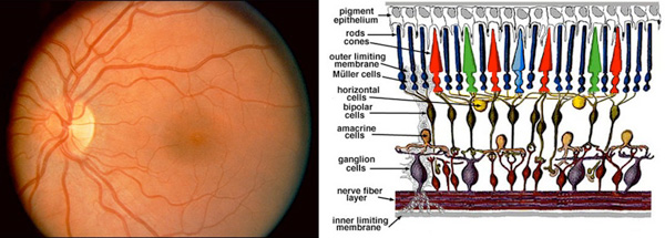 photo of retina and diagram cross-section of retina