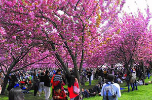 Brooklyn Botanical Gardens