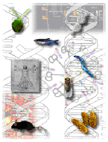 Genetics Image