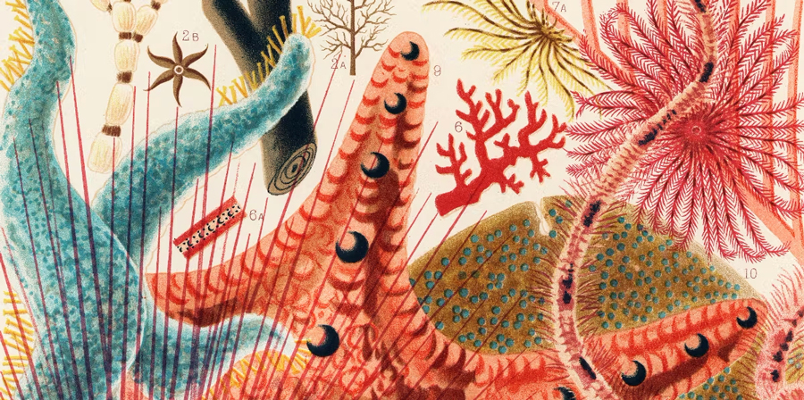Colorful cartoon of sea creatures (barrier-reef-colored-book-page)
