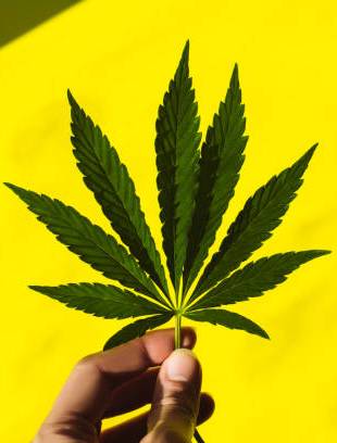 Photo of Cannabis Plant