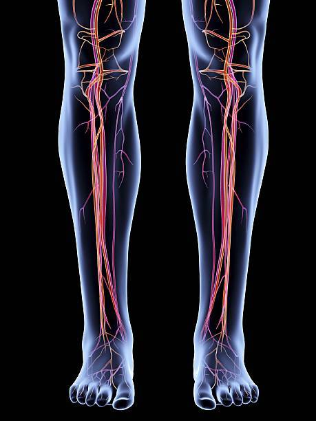 Peripheral Artery