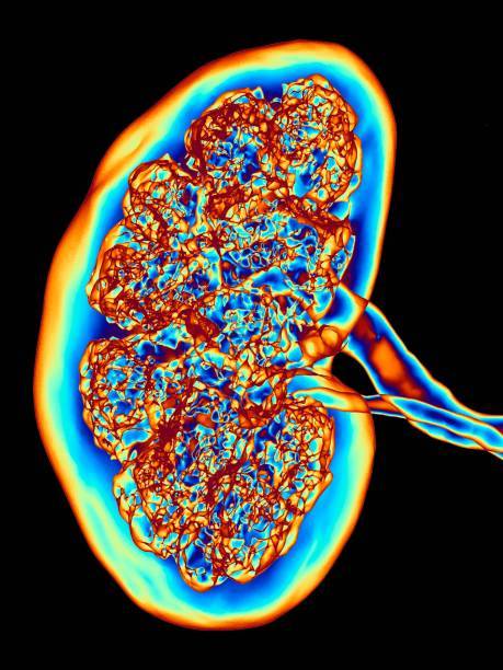 Renal Function