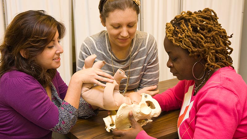 midwifery phd programs