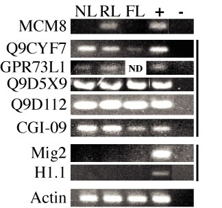 Pattern of gene expression for Afr2 candidate genes