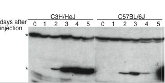 MCM8 Expression