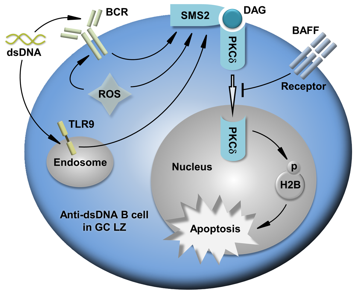 figure of cell