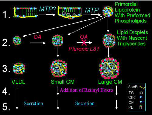 Biochemical signposts for different stages of chylomicron assembly