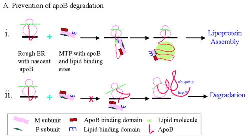 Possible Roles of apoB-MTP binding in lipoprotein assembly