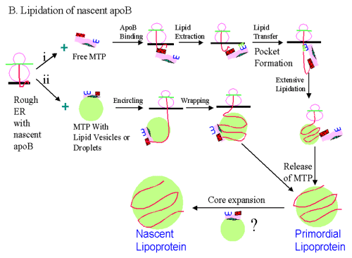Lipidation of nascent apoB