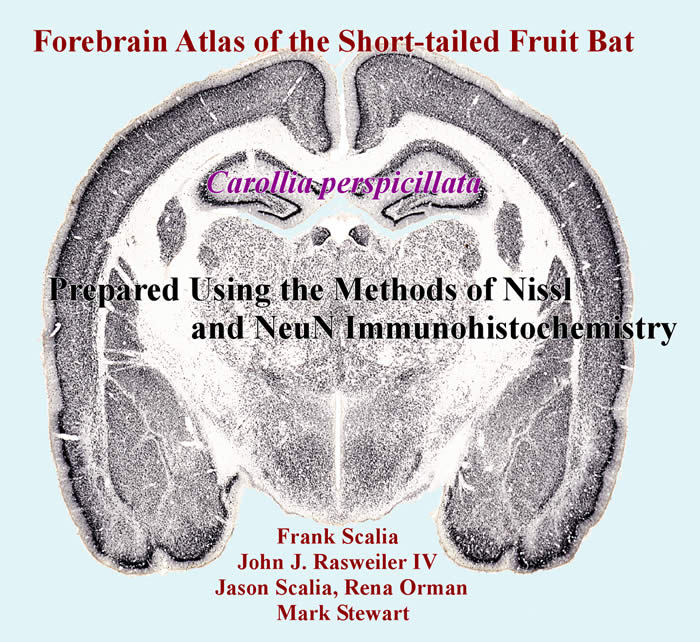 Forebrain Atlas of the Short-tailed Fruit Bat