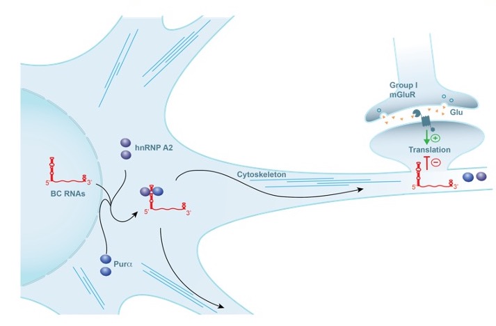 illustration of figure 1