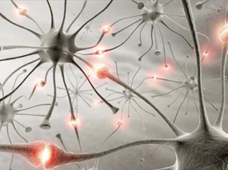 image of neurons