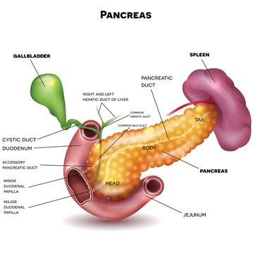 Pancreas