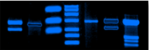 Western Blot image